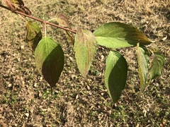 Cornus macrophylla