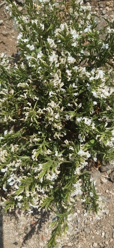 White Ribbon Flower