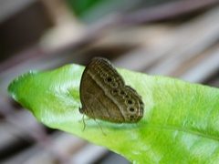 Mycalesis janardana