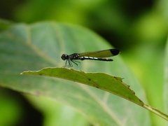 Libellago xanthocyana