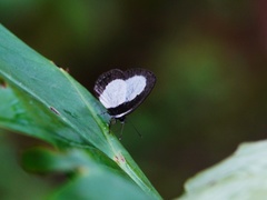 Psychonotis piepersii