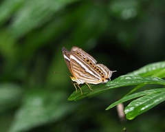 Cyrestis strigata