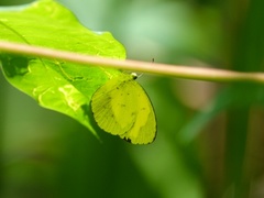 Eurema tominia