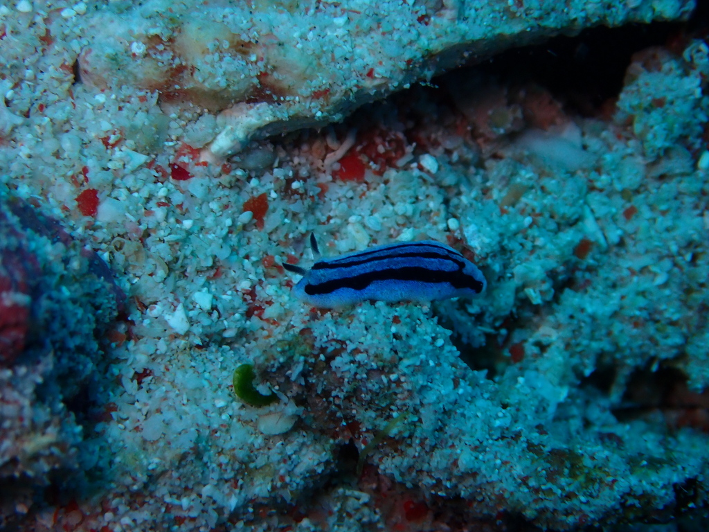 Anne's Phyllidiopsis