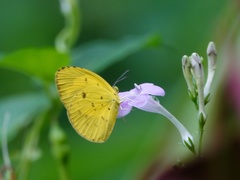 Eurema tominia