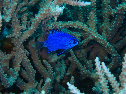 Springer's Demoiselle (Chrysiptera springeri)