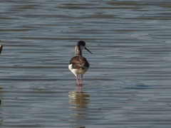 Himantopus himantopus