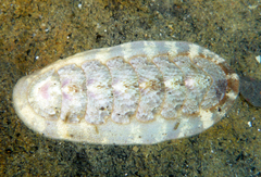 Stenoplax heathiana