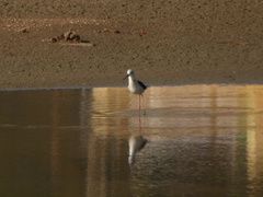 Himantopus himantopus