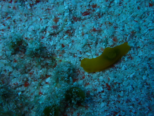 Ridged Gymnodoris (Gymnodoris crocea)