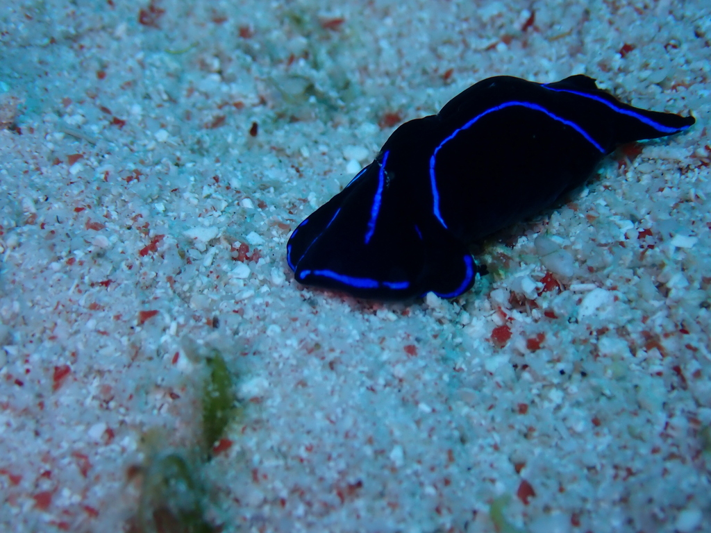 Blue velvet headshield slug