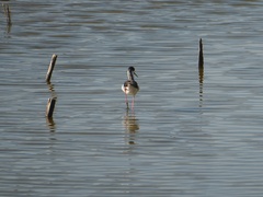 Himantopus himantopus