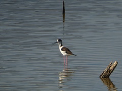 Himantopus himantopus