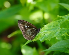 Euploea algea