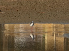 Himantopus himantopus