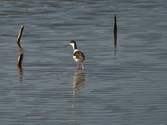 Himantopus himantopus