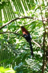 Rhamphococcyx calyorhynchus