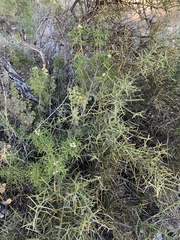 Choisya dumosa