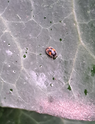 Four-spotted Nephus, Werkendam, NL-NB, NL, photo 7 of 10