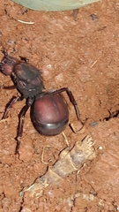 Atta laevigata