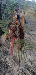 Leucaena esculenta