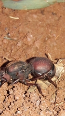 Atta laevigata