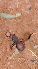Atta laevigata
