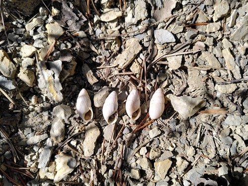 Zebrina detrita