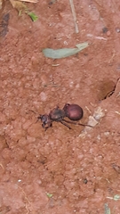 Atta laevigata