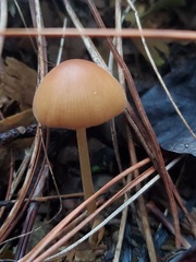 Conocybe coprophila