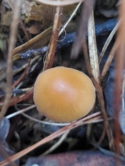 Conocybe coprophila