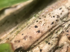 Setomelanomma holmii