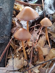 Conocybe coprophila