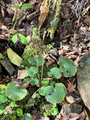 Manchurian rockfoil (Micranthes manchuriensis)