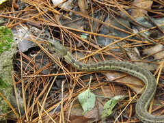 Thamnophis cyrtopsis collaris