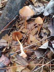 Conocybe coprophila
