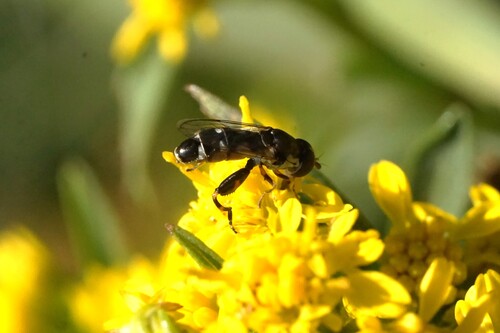 Unknown species found near Oak Bluffs, MA, USA