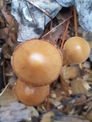 Conocybe coprophila