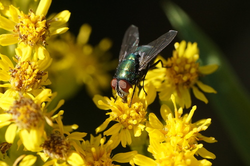 Unknown species found near Oak Bluffs, MA, USA