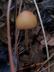 Conocybe coprophila