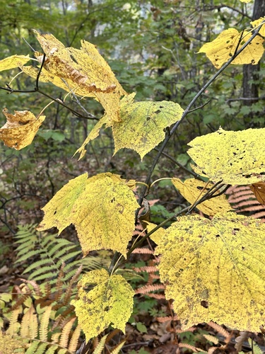 Acer tegmentosum, photograph 5