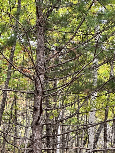 Pinus koraiensis, photograph 6