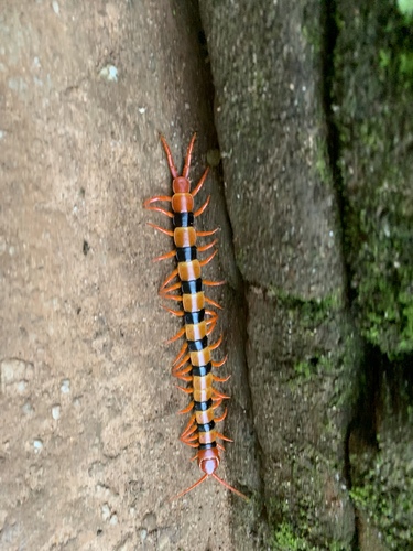 Indian Tiger Centipede