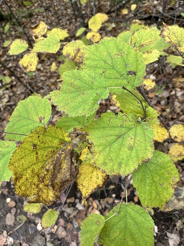 Corylus sieboldiana, photograph 4