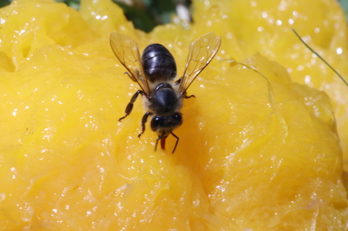 Western Honey Bee