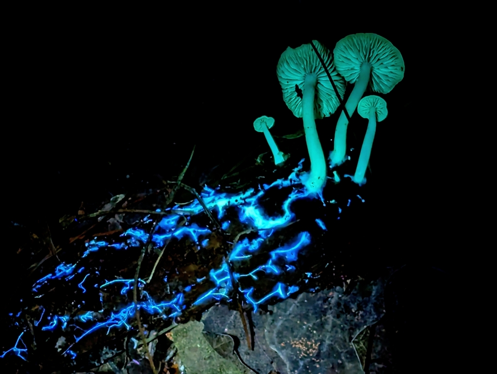 Callistosporium pseudofelleum