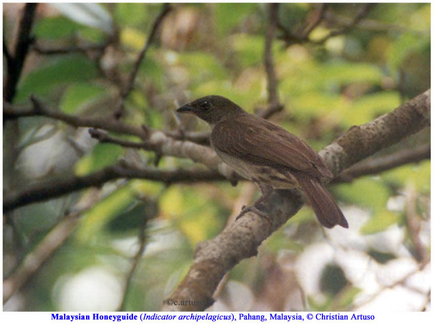 Malaysian Honeyguide