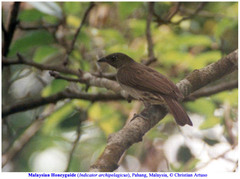 Indicator archipelagicus