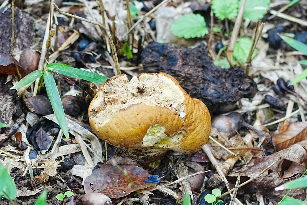Calvatia craniiformis · October 2025 · photo: © tbc_watanabe (iNaturalist, cc-by-sa)