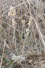 Pseudognaphalium microcephalum